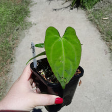 Load image into Gallery viewer, #J14 Anthurium (Papillilaminum x) x (Papillilaminum x Dressleri)