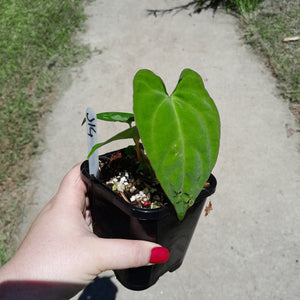 #J14 Anthurium (Papillilaminum x) x (Papillilaminum x Dressleri)