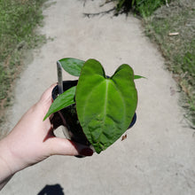 Load image into Gallery viewer, #J14 Anthurium (Papillilaminum x) x (Papillilaminum x Dressleri)