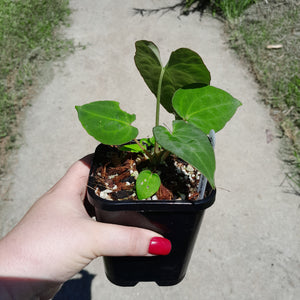 #J14 Anthurium (Papillilaminum x) x (Papillilaminum x Dressleri)