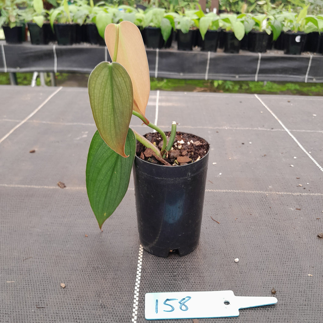 #158 Philodendron Burle Marx Fantasy