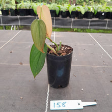 Load image into Gallery viewer, #158 Philodendron Burle Marx Fantasy