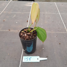 Load image into Gallery viewer, #158 Philodendron Burle Marx Fantasy