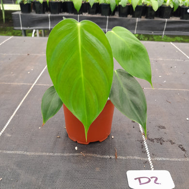 #D2 Philodendron Esmeraldense