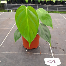 Load image into Gallery viewer, #D2 Philodendron Esmeraldense