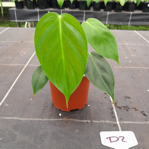 #D2 Philodendron Esmeraldense