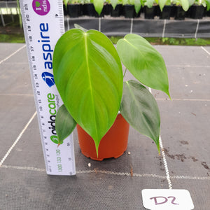 #D2 Philodendron Esmeraldense