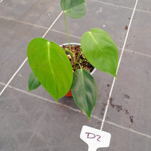 Load image into Gallery viewer, #D2 Philodendron Esmeraldense
