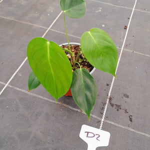 #D2 Philodendron Esmeraldense