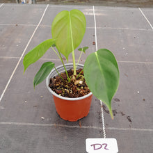 Load image into Gallery viewer, #D2 Philodendron Esmeraldense