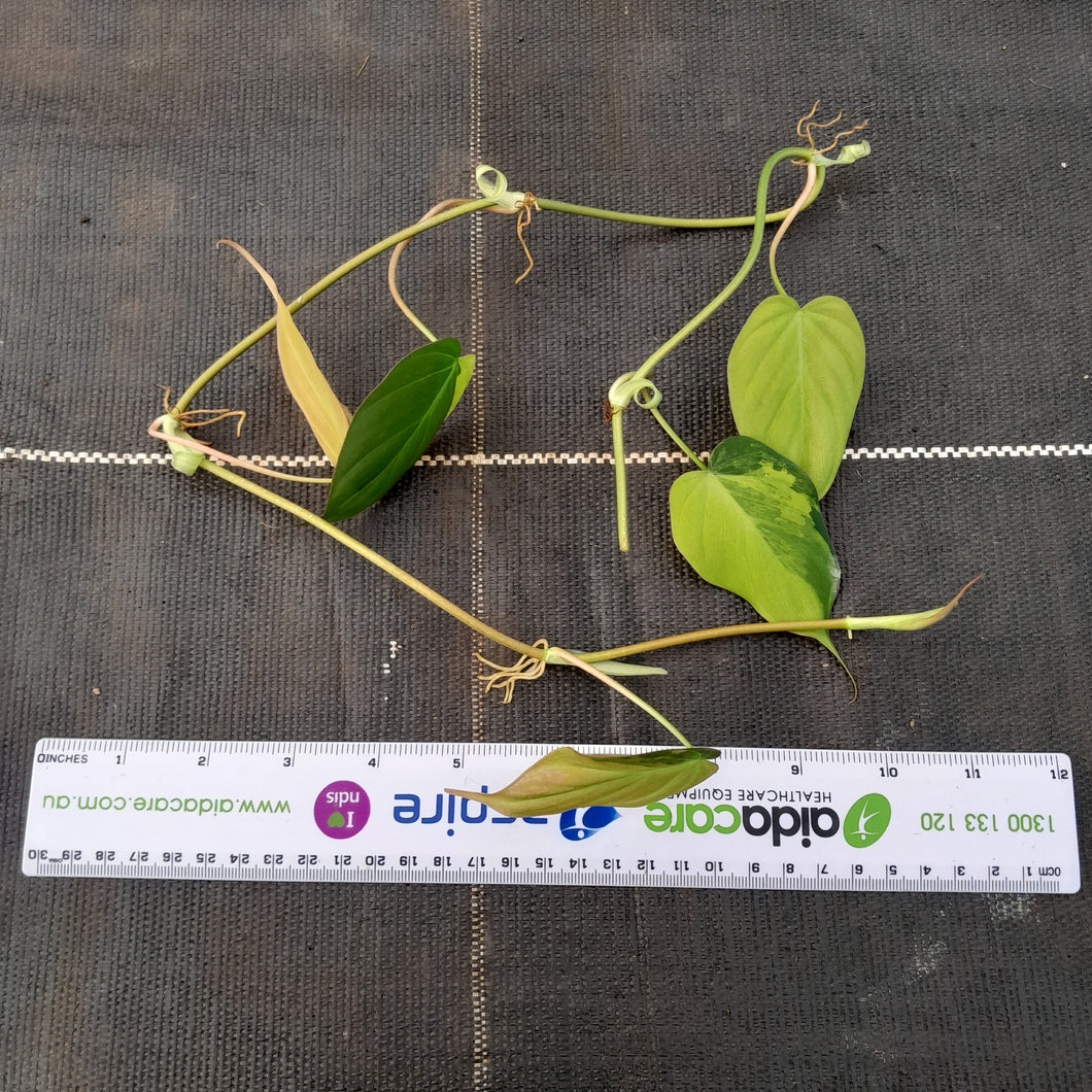 Variegated Philodendron Micans - Tip Cutting