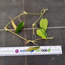 Load image into Gallery viewer, Variegated Philodendron Micans - Tip Cutting