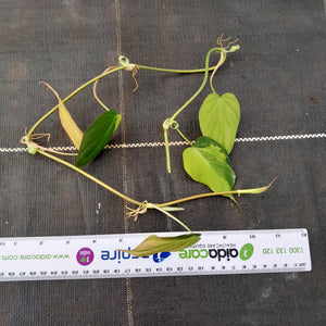 Variegated Philodendron Micans - Tip Cutting