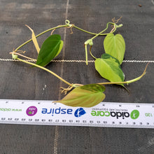 Load image into Gallery viewer, Variegated Philodendron Micans - Tip Cutting