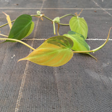 Load image into Gallery viewer, Variegated Philodendron Micans - Tip Cutting
