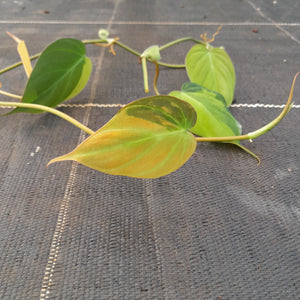 Variegated Philodendron Micans - Tip Cutting