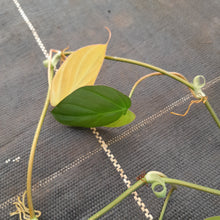 Load image into Gallery viewer, Variegated Philodendron Micans - Tip Cutting