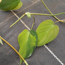 Load image into Gallery viewer, Variegated Philodendron Micans - Tip Cutting