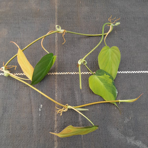 Variegated Philodendron Micans - Tip Cutting