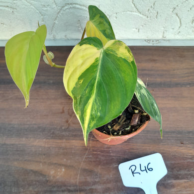 #246 Variegated Philodendron Hederaceum var. Hederaceum (Micans)