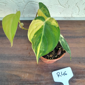 #246 Variegated Philodendron Hederaceum var. Hederaceum (Micans)