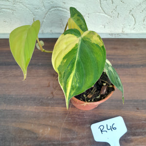 #246 Variegated Philodendron Hederaceum var. Hederaceum (Micans)