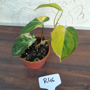 #246 Variegated Philodendron Hederaceum var. Hederaceum (Micans)