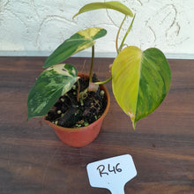 Load image into Gallery viewer, #246 Variegated Philodendron Hederaceum var. Hederaceum (Micans)