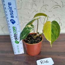Load image into Gallery viewer, #246 Variegated Philodendron Hederaceum var. Hederaceum (Micans)
