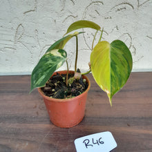 Load image into Gallery viewer, #246 Variegated Philodendron Hederaceum var. Hederaceum (Micans)