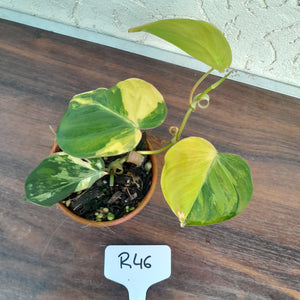 #246 Variegated Philodendron Hederaceum var. Hederaceum (Micans)