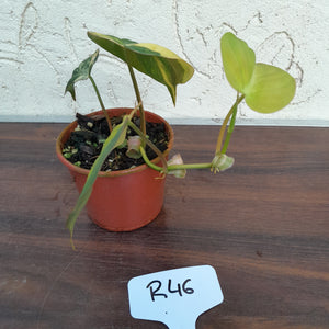 #246 Variegated Philodendron Hederaceum var. Hederaceum (Micans)