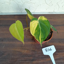 Load image into Gallery viewer, #246 Variegated Philodendron Hederaceum var. Hederaceum (Micans)