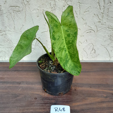 #R48 Philodendron Paraiso Verde