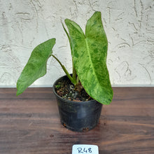 Load image into Gallery viewer, #R48 Philodendron Paraiso Verde