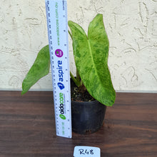 Load image into Gallery viewer, #R48 Philodendron Paraiso Verde