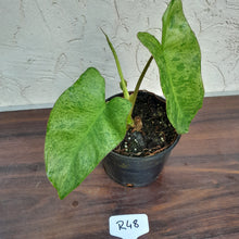 Load image into Gallery viewer, #R48 Philodendron Paraiso Verde