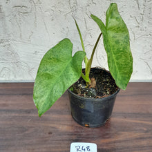 Load image into Gallery viewer, #R48 Philodendron Paraiso Verde