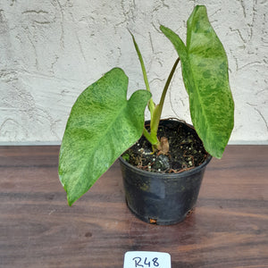 #R48 Philodendron Paraiso Verde