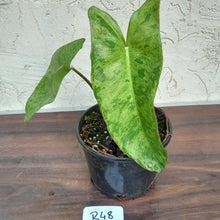 Load image into Gallery viewer, #R48 Philodendron Paraiso Verde