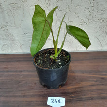 Load image into Gallery viewer, #R48 Philodendron Paraiso Verde