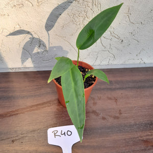 #R40 Anthurium Panamense Pure