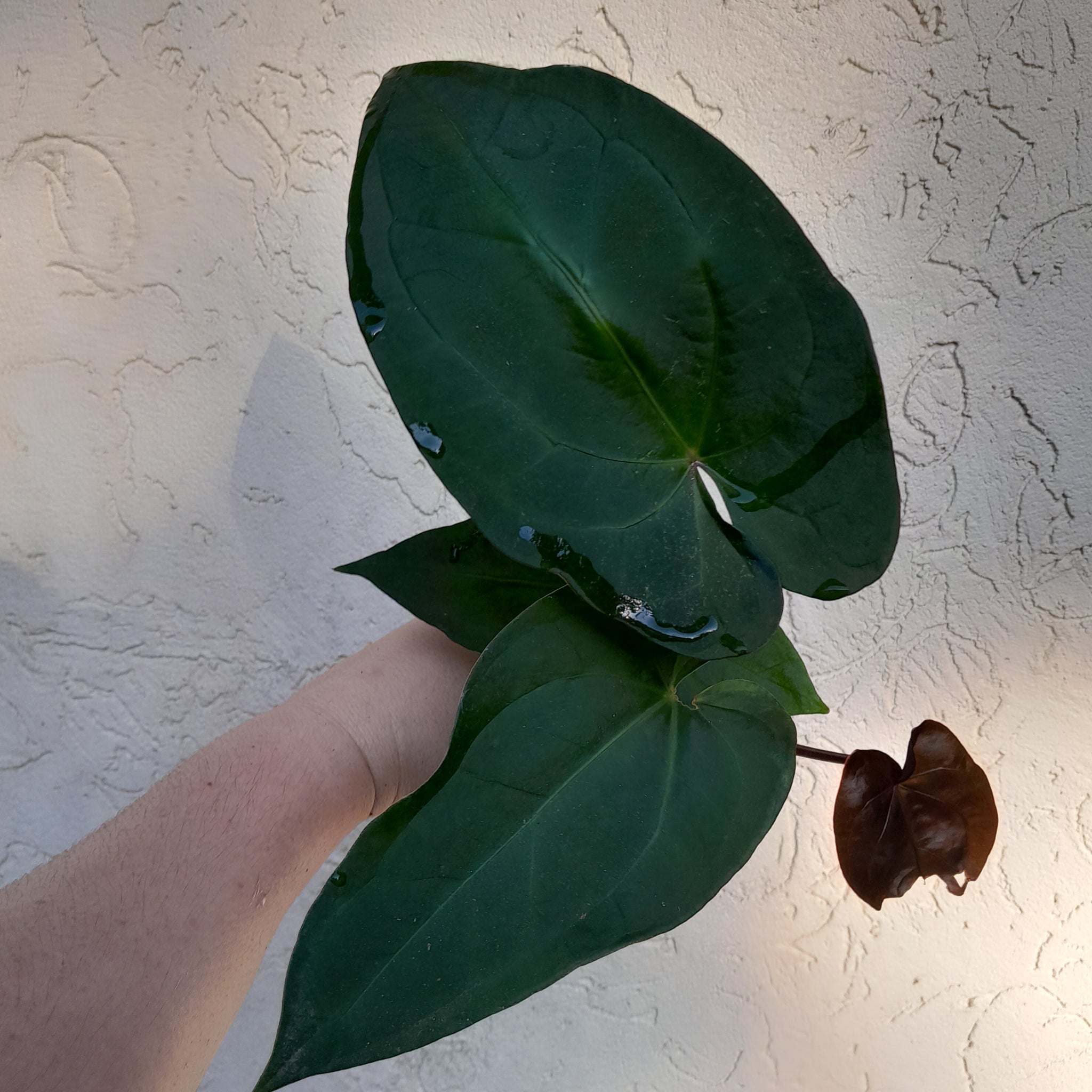 anthurium noid R63 SUPER Dark Two x Headed Anthurium NOID – J & S Plant Pickers
