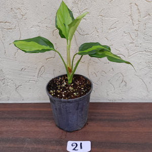 #21 Aglaonema Shingii