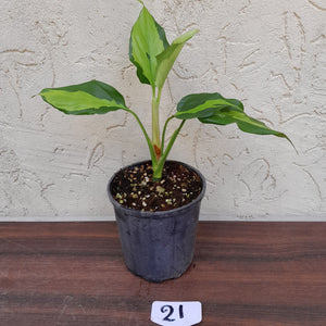 #21 Aglaonema Shingii