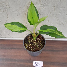 Load image into Gallery viewer, #21 Aglaonema Shingii