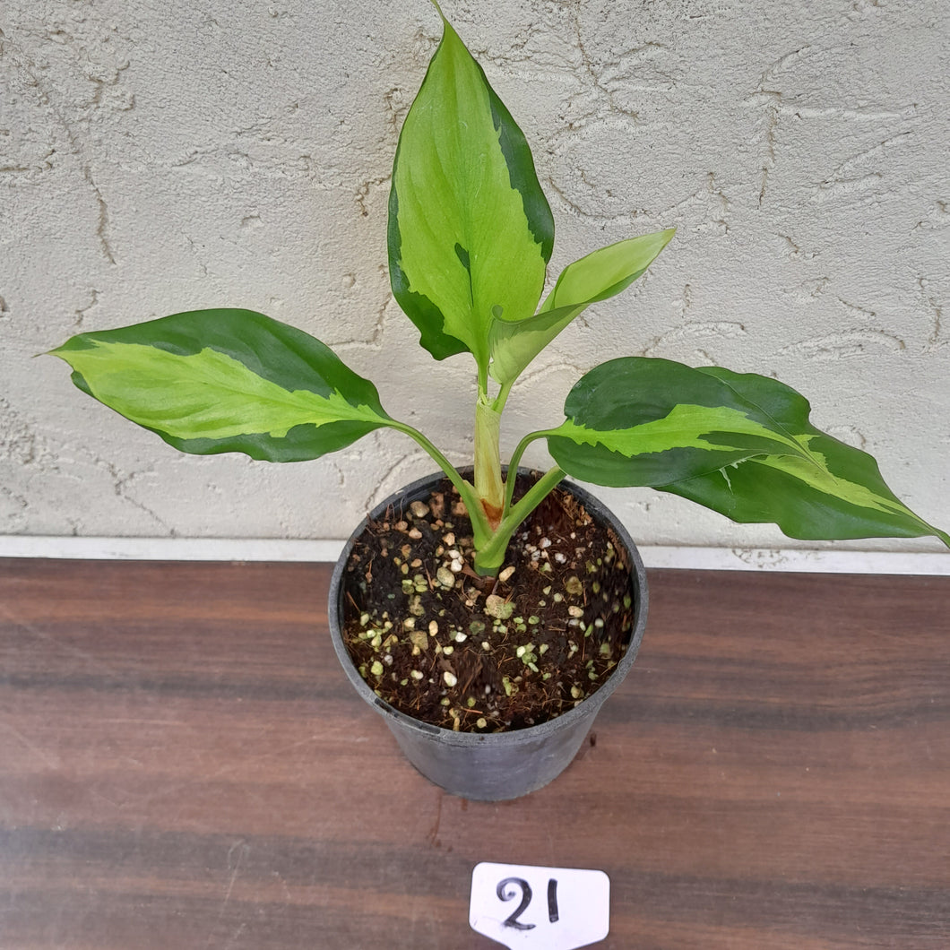 #21 Aglaonema Shingii