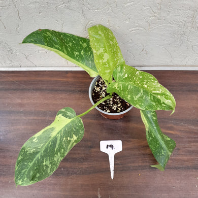 #19 Non TC Philodendron Jose Buono