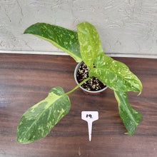 Load image into Gallery viewer, #19 Non TC Philodendron Jose Buono