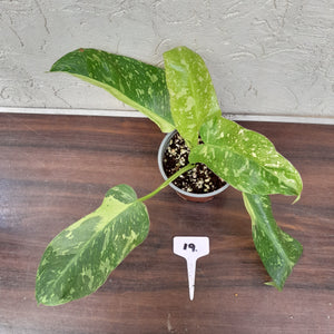 #19 Non TC Philodendron Jose Buono